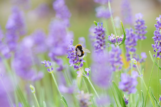 Hummel auf Lavendel, Blüten im Garten, Insekt, Biene