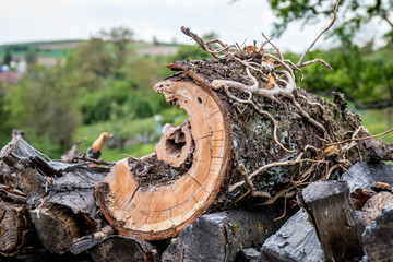 Brennholz gestapelt © focus finder