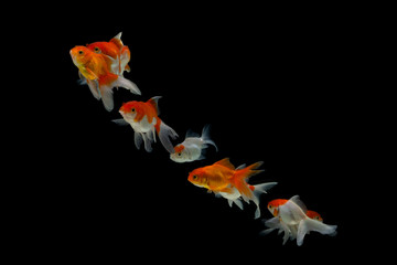 Goldfish carassius auratus black background