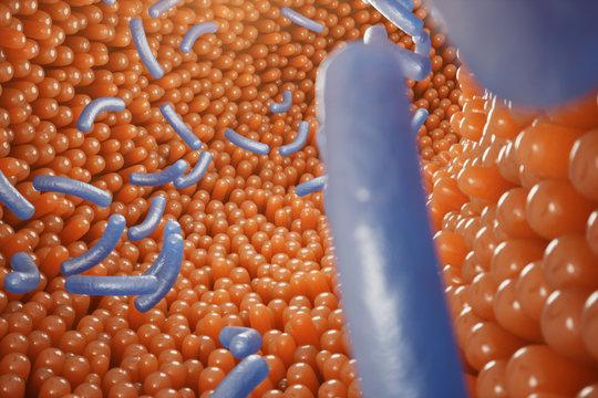 Intestinal villi, mucosa intestinal. Bacteria and microbes in intestines. Microscopic villi and capillary. Human intestine, chronic disease. Hepatitis viruses, influenza, cell infections, 3D Rendering