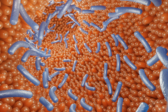 Intestinal villi, mucosa intestinal. Bacteria and microbes in intestines. Microscopic villi and capillary. Human intestine, chronic disease. Hepatitis viruses, influenza, cell infections, 3D Rendering