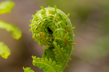 Unfolding fern closeup