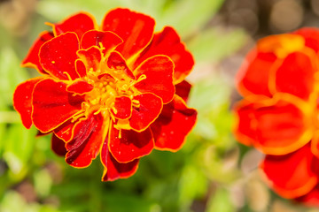 Bright orange marigold flower closeup