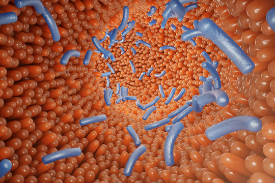 Intestinal villi, mucosa intestinal. Bacteria and microbes in intestines. Microscopic villi and capillary. Human intestine, chronic disease. Hepatitis viruses, influenza, cell infections, 3D Rendering