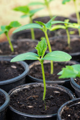 seedling of small  cucumber in greenhouse.