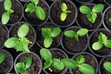 Cucumbers seedlings in  cups. Young green plants in spring