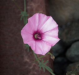 Convolvulus althaeoides