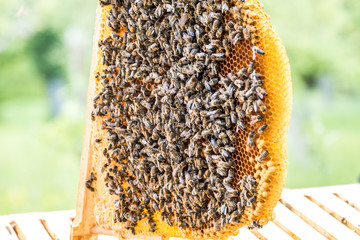 Bienenvolk
