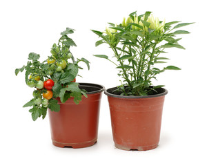 Fresh cherry tomato plant and  fresh Paprika in a jar on white background