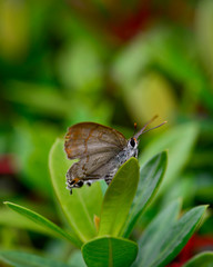 Beautiful wild colorful butterfly resting on plant. Insect macro.