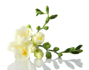 Beautiful fresh freesia flowers isolated on white