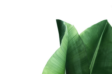 Fresh green banana leaves on white background, top view. Tropical foliage