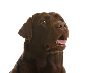 Chocolate labrador retriever on white background. Adorable pet