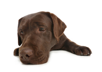 Chocolate labrador retriever lying on white background