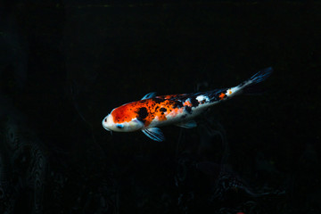 The beautiful koi fish swimming in dark pool,Fancy carps fish or Koi swim in pond in the garden