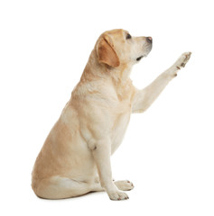 Yellow labrador retriever giving paw on white background