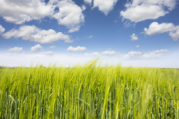 Close-up of young green wheat field under the blue sky, agriculture in nature in spring season