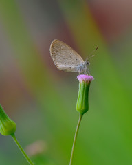 Beautiful wild colorful butterfly resting on plant. Insect macro.