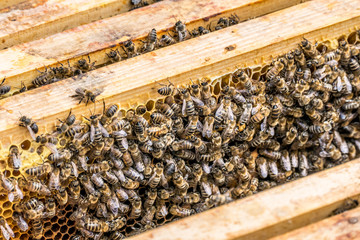 Bienenvolk