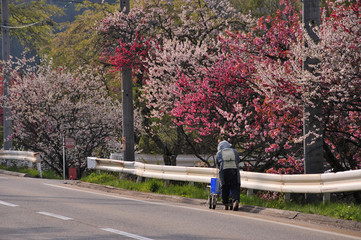 花桃