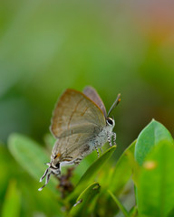 Beautiful wild colorful butterfly resting on plant. Insect macro.