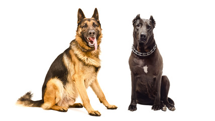German Shepherd and Staffordshire terrier sitting together isolated on white background