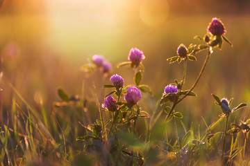 Clover flowers at sunset - Powered by Adobe
