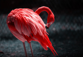 A Beautiful Flamingo Cleaning its Feathers. Close up Portrait of a Flamingo. Beautiful Flamingo on...