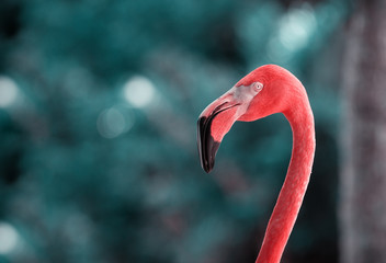 Portrait  of a Flamingo. Beautiful Flamingo on a Natural Background.