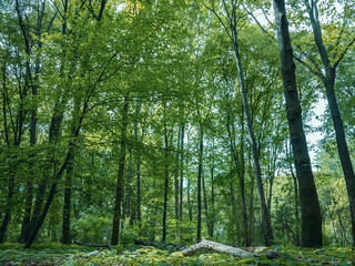 Forest in Tiergarten Park In Berlin, Germany In Spring, Landscape Background