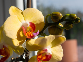 Flowers of a yellow orchid on a blurred, pastel background.