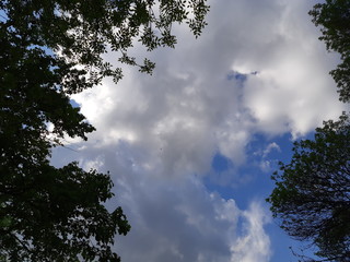 Clouds and crowns of trees bottom view, texture