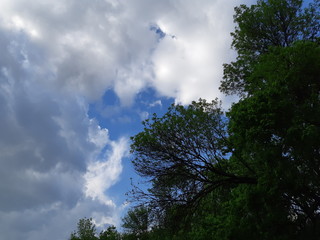 Clouds and crowns of trees view from below, sky is blue, cloudy weather, gray clouds