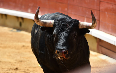 spanish fighting bull