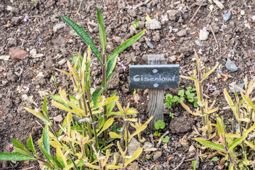 Kräutergarten