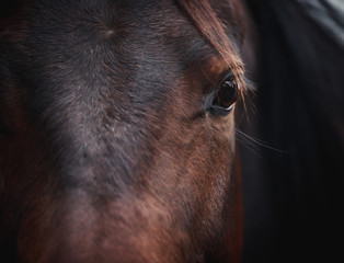 Detailed portrait of a bay horse