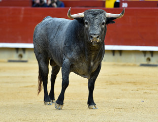 bull in spain