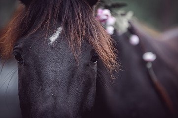 Beautiful black horse decorated with spring flowers in the mane