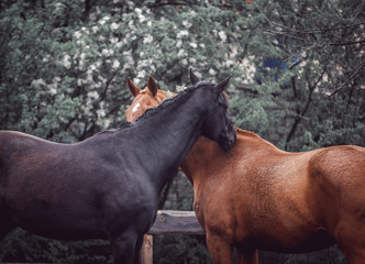 Red and black horses scratching their heads.