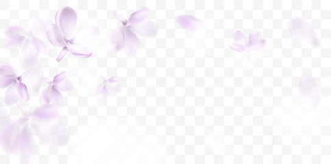 Floral spring background with purple lilac flowers