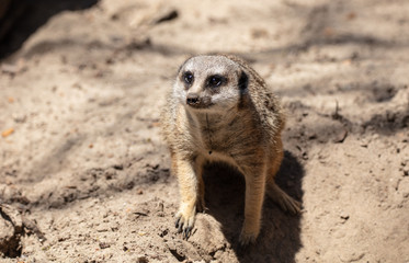 meerkat has spotted something interesting