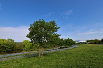 馬見丘陵公園のネモフィラ