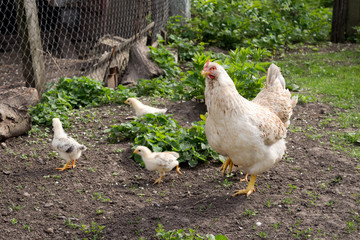 chicken with chickens are grazed on a green grass in the open air.