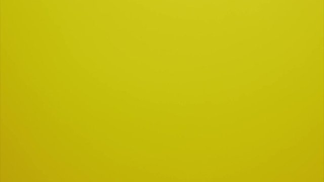 Pink rose on the stem rotating over yellow background. Stop motion