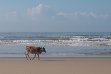 Nguni cow on the sand at Second Beach, Port St Johns on the wild coast in the Transkei, South Africa.