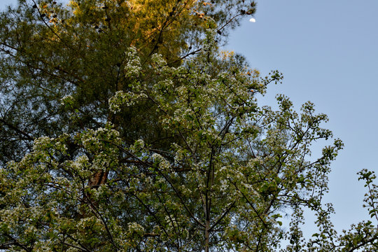 arbol floreando