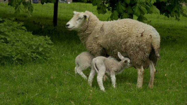Bucolic image of ewe and two lambs suckling from mother. One lamb gambols into shot to feed next to it&rsquo;s sibling. They all then walk up hill.