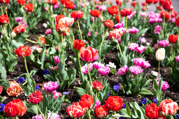 Obraz premium Tulip field