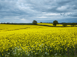 Obraz premium Shropshire Gold
