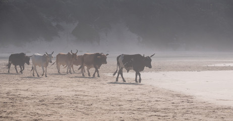 Nguni cows coming down to the beach in the morning mist. Photographed at Second Beach, Port St Johns on the wild coast in Transkei, South Africa.